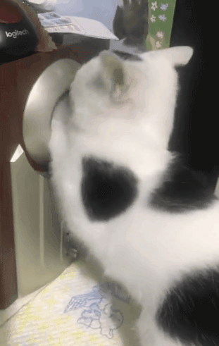 我尋思著養(yǎng)一只貓能有多貴，直到它咬爛了我的香奈兒…