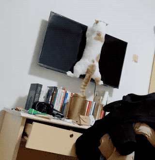 我尋思著養(yǎng)一只貓能有多貴，直到它咬爛了我的香奈兒…