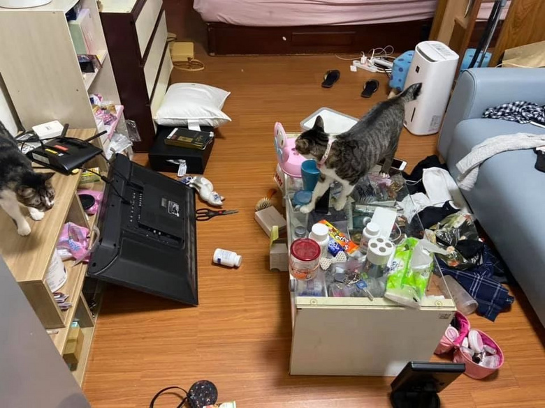 我尋思著養(yǎng)一只貓能有多貴，直到它咬爛了我的香奈兒…