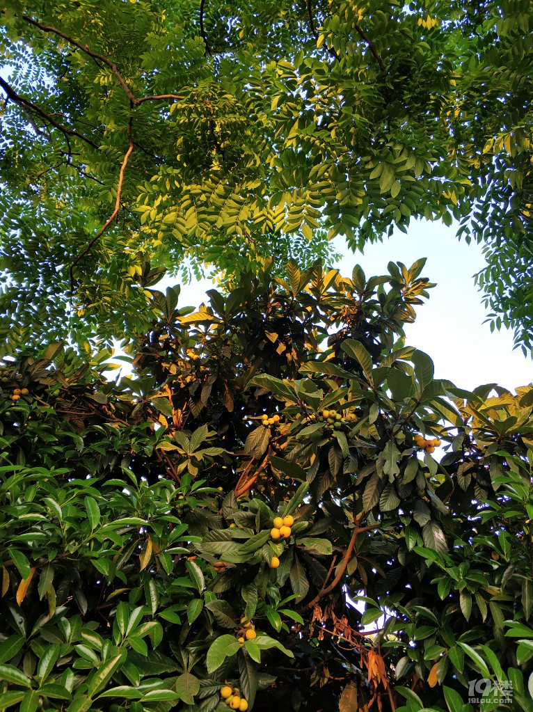 夏天來(lái)了我們的假期依然是燒飯，寫(xiě)字，畫(huà)畫(huà)