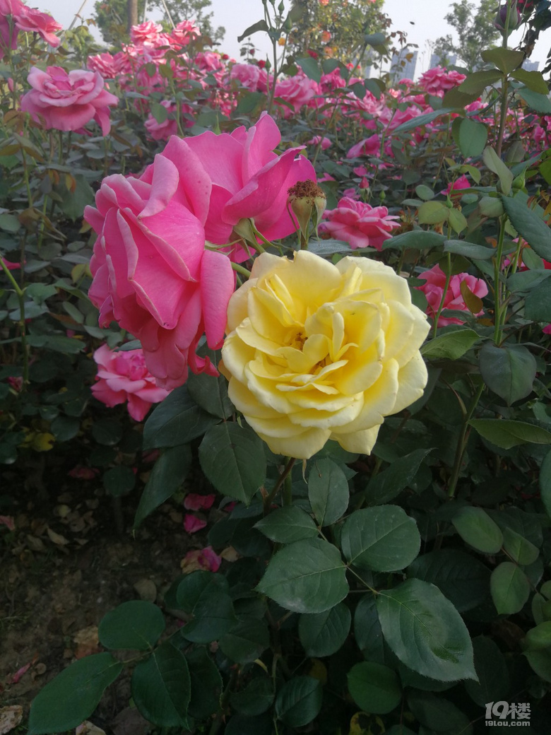 һȥă@L(fng)Ō(du)賿5c(din)[