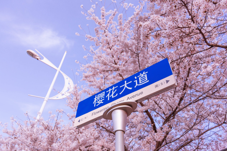均溫20℃的海濱老城，紫色泡桐花美得像國外，現(xiàn)在去性價比超高
