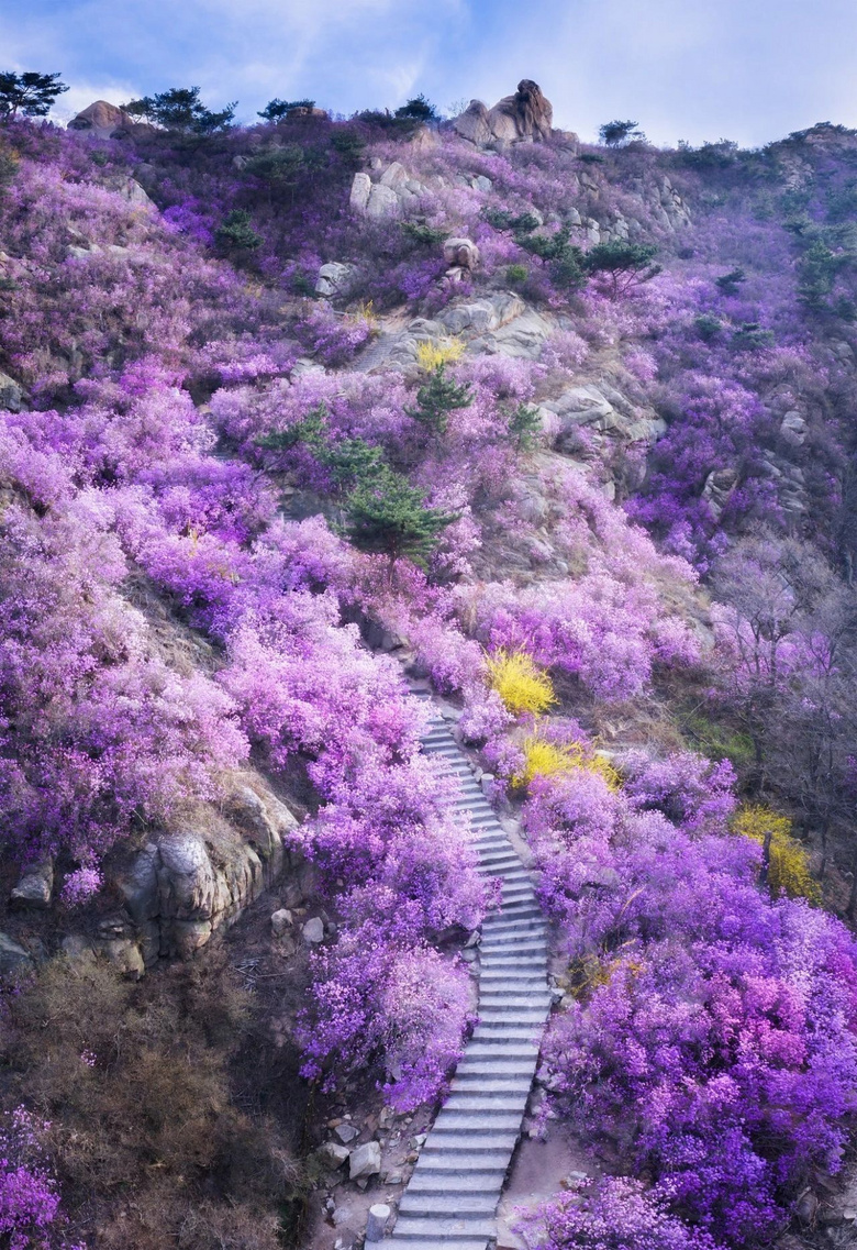 均溫20℃的海濱老城，紫色泡桐花美得像國外，現(xiàn)在去性價比超高