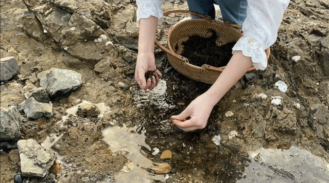 均溫20℃的海濱老城，紫色泡桐花美得像國外，現(xiàn)在去性價比超高