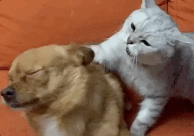 uֻooľW(wng)tᡱ܇