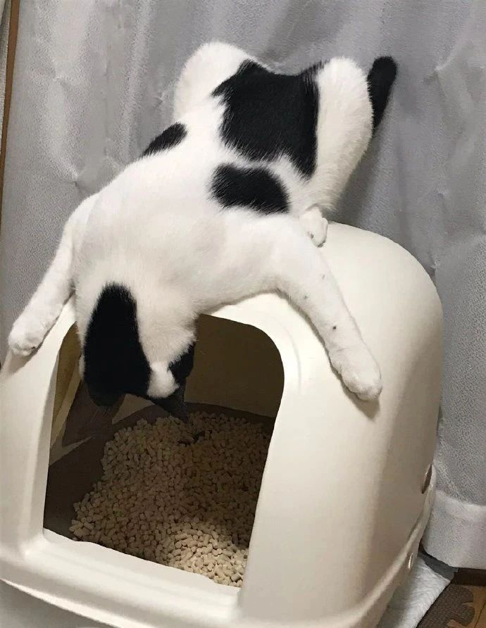 ؈ʺȻ؈ɰpԼġʺ