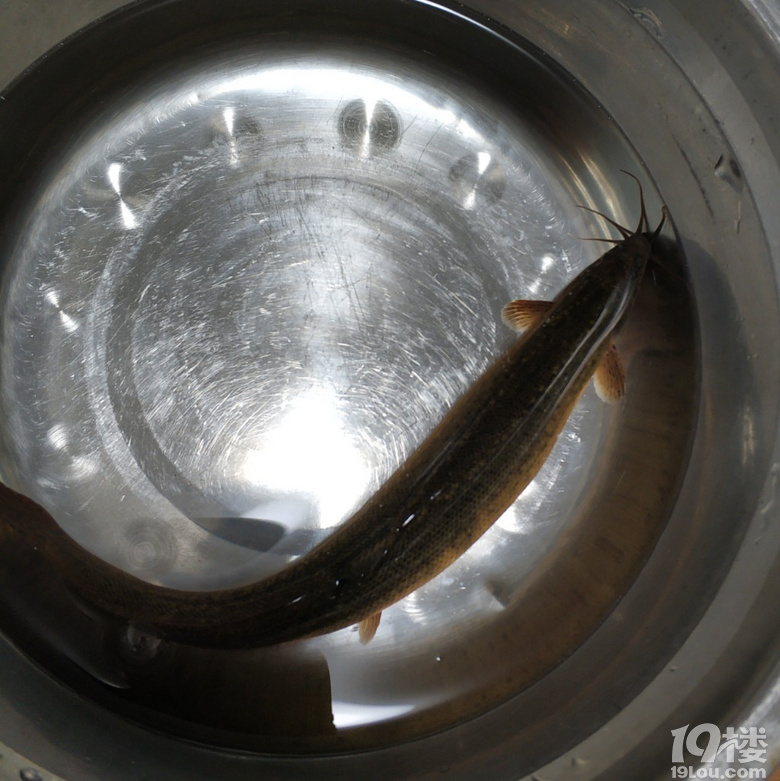 昨日的三條小魚(yú)已經(jīng)全部被玩掛了，今天繼續(xù)泥鰍與小蝦[表情]