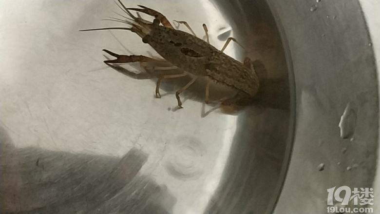 昨日的三條小魚(yú)已經(jīng)全部被玩掛了，今天繼續(xù)泥鰍與小蝦[表情]