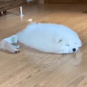 IʲôСѶôɐ
