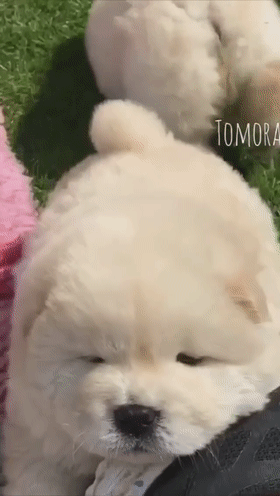 IʲôСѶôɐۣ