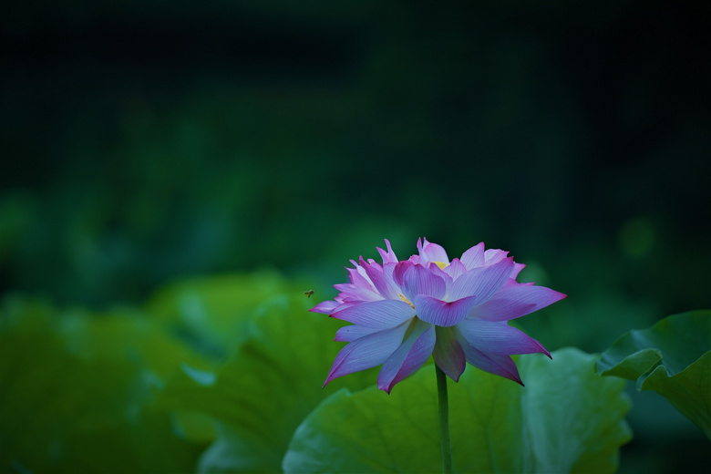 曲院清晨荷花盛开