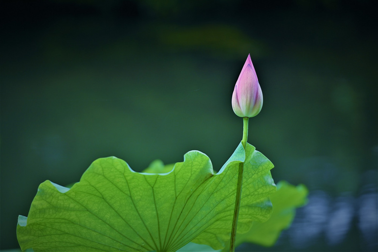 曲院清晨荷花盛开