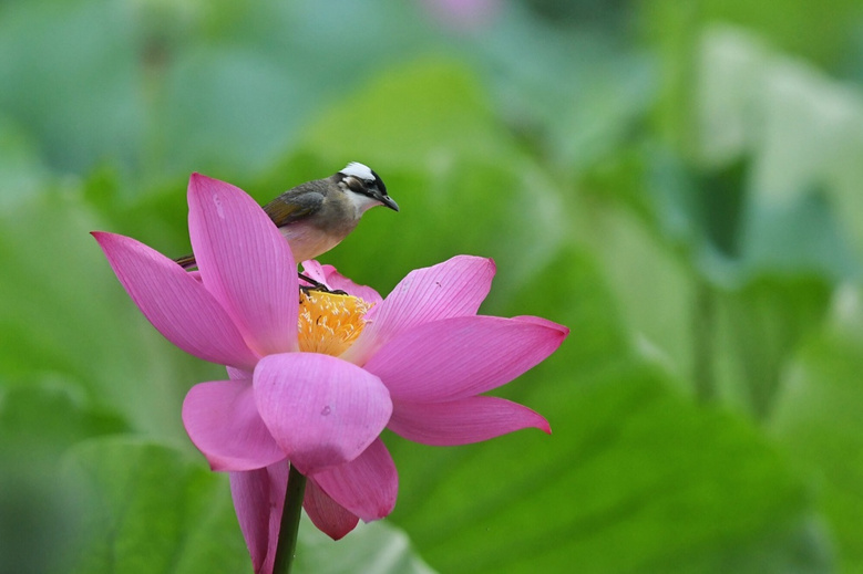 荷花鸟
