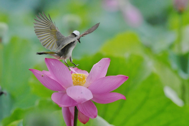 荷花鸟