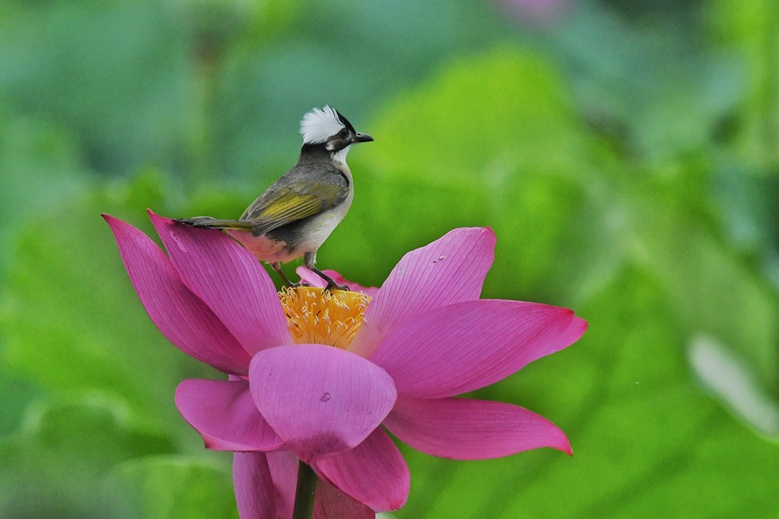 荷花鸟