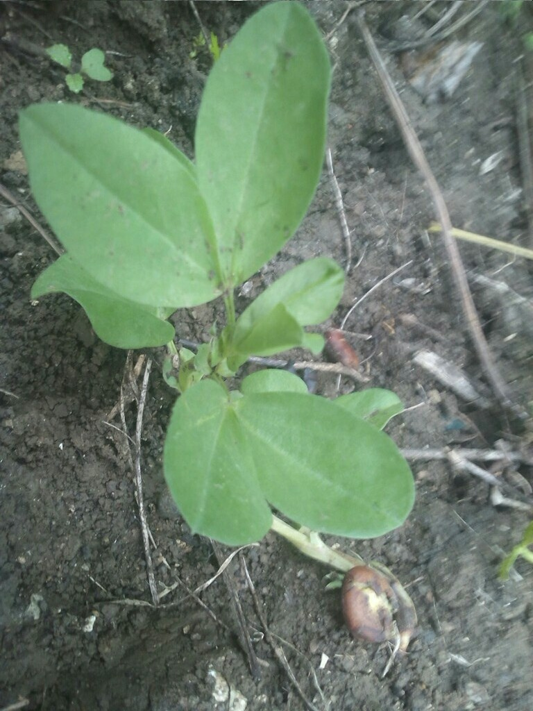 植物摄影 家园中的餐豆秧