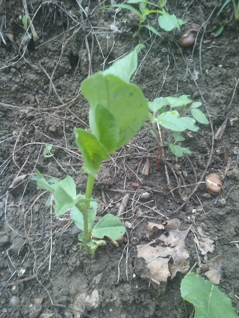 植物摄影 家园中的餐豆秧