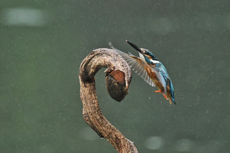 雨中的翠鸟