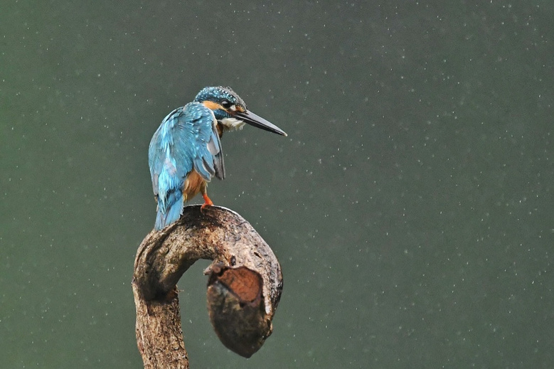 雨中的翠鸟