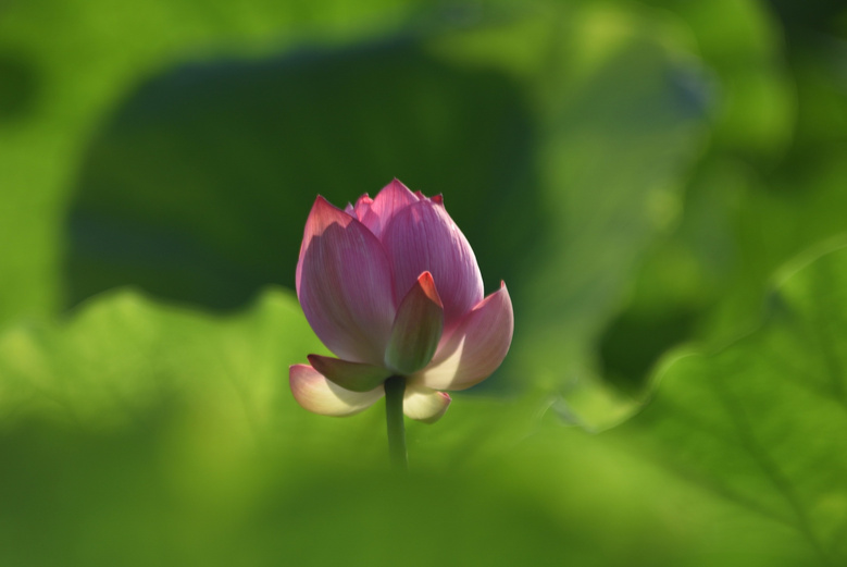 西湖荷花