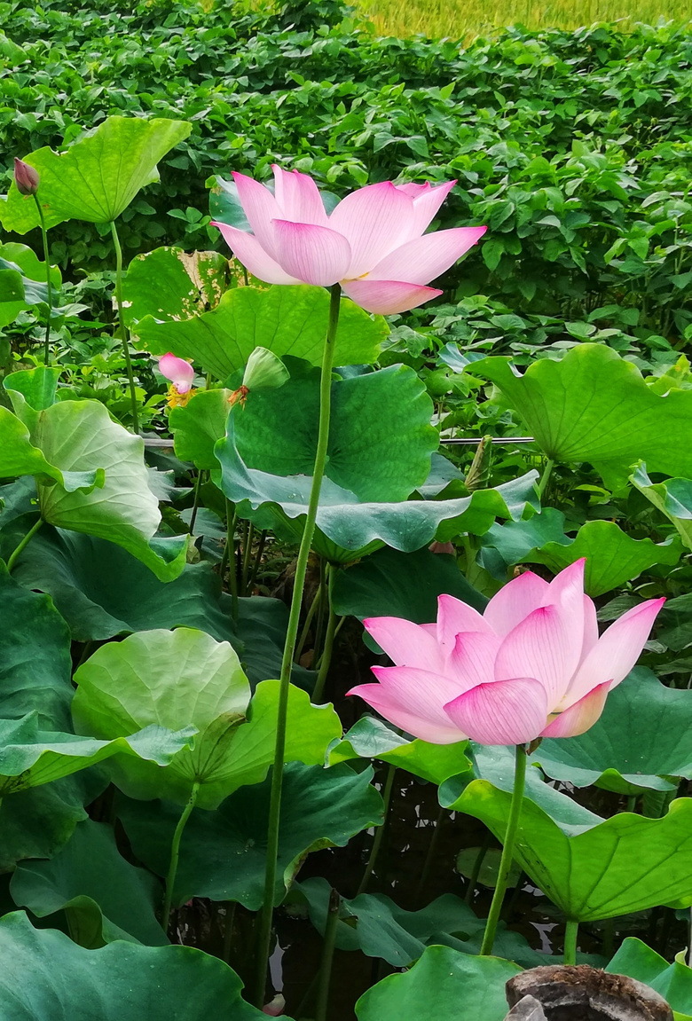 接天莲叶无穷碧,映日荷花别样红.