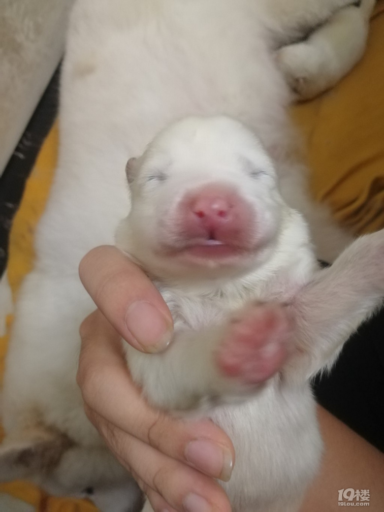 Լ_Ħ˹