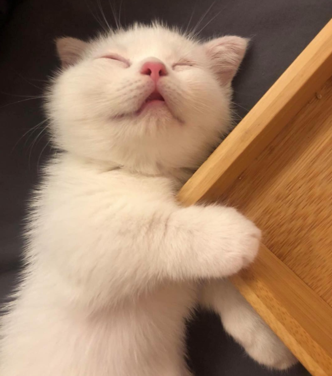 喵星小奶狗,短腿宋仲基!这只小奶猫太帅了啊啊啊!