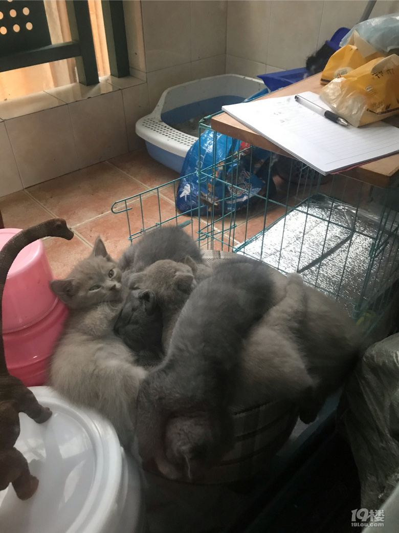 自己家生了一堆毛孩子