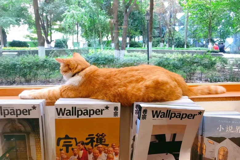 假如生活欺騙了你，不如去成都散個步