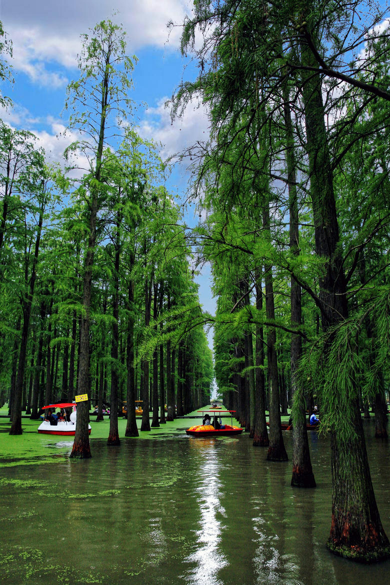 水上森林,绿色风景