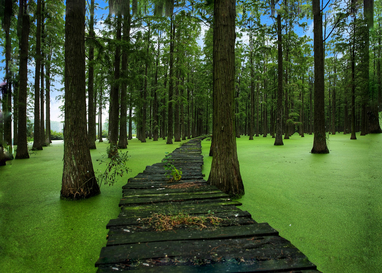 水上森林,绿色风景