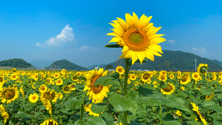 杭州·西湖区·双浦镇·铜鉴湖公园,最美的向日葵