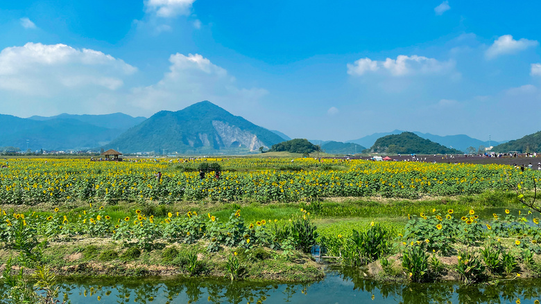 杭州·西湖区·双浦镇·铜鉴湖公园,最美的向日葵