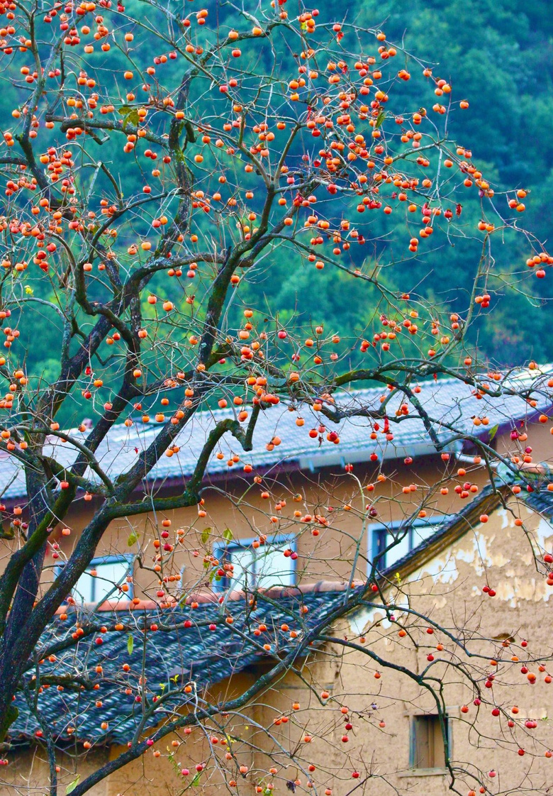 秋風起，柿子紅了，層林盡染，這個色彩斑斕的小山村驚艷了！