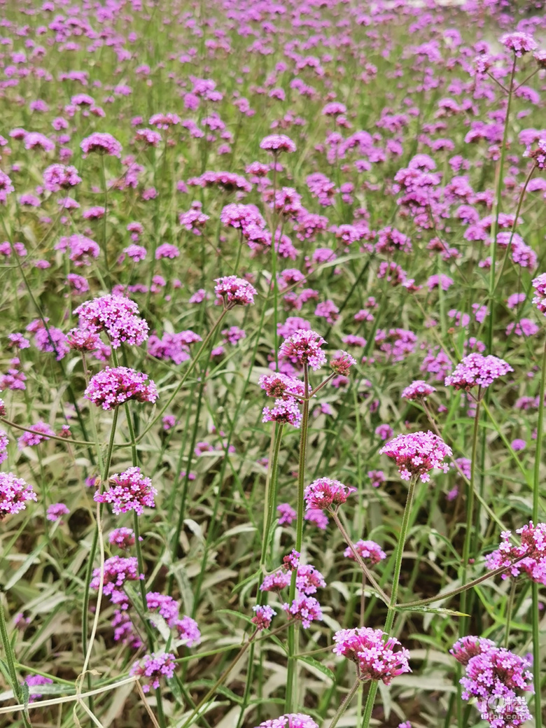 打卡康橋花海