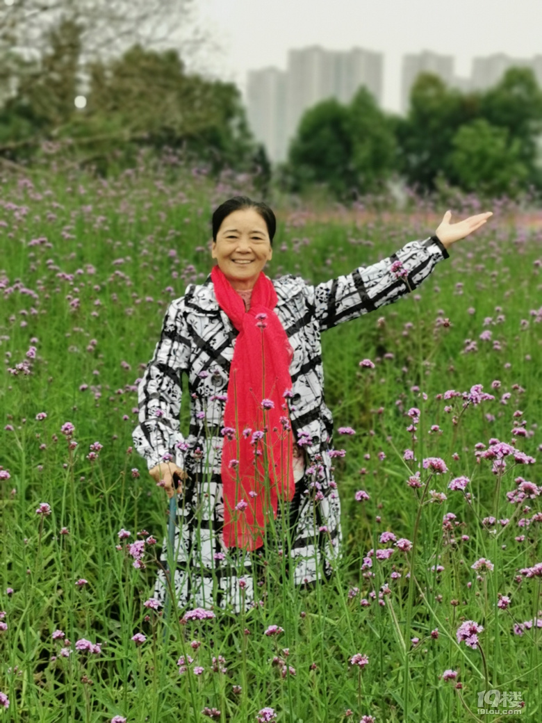 打卡康橋花海