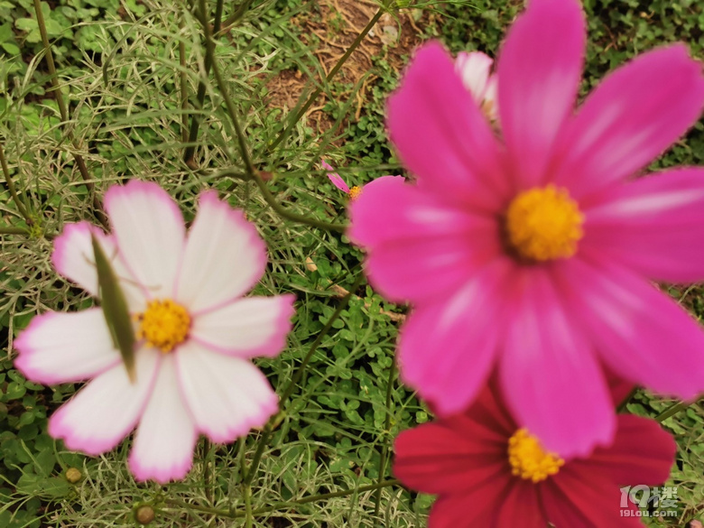 打卡康橋花海
