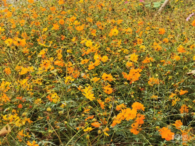 打卡康橋花海