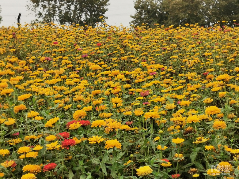 打卡康橋花海