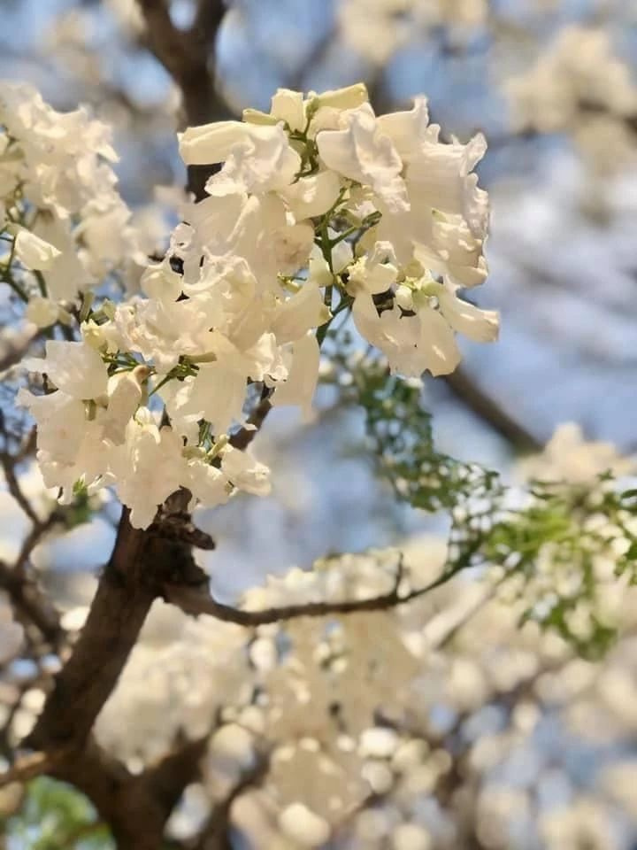 南非紫薇花——看花的人不來了，花繼續(xù)開