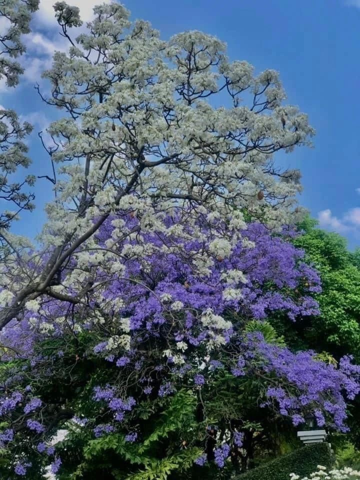 南非紫薇花——看花的人不來了，花繼續(xù)開