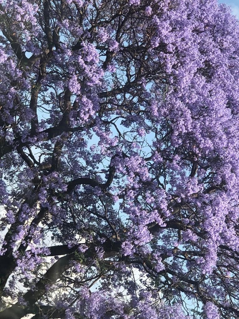 南非紫薇花——看花的人不來了，花繼續(xù)開