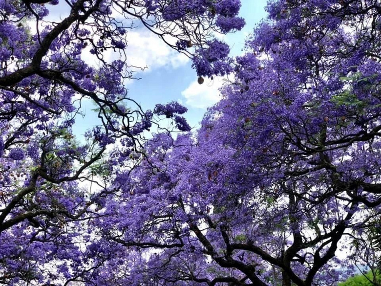 南非紫薇花——看花的人不來了，花繼續(xù)開