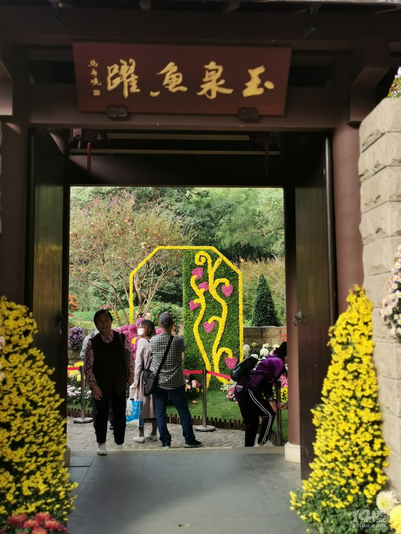 西湖秋韻----打卡長三角精品菊花展