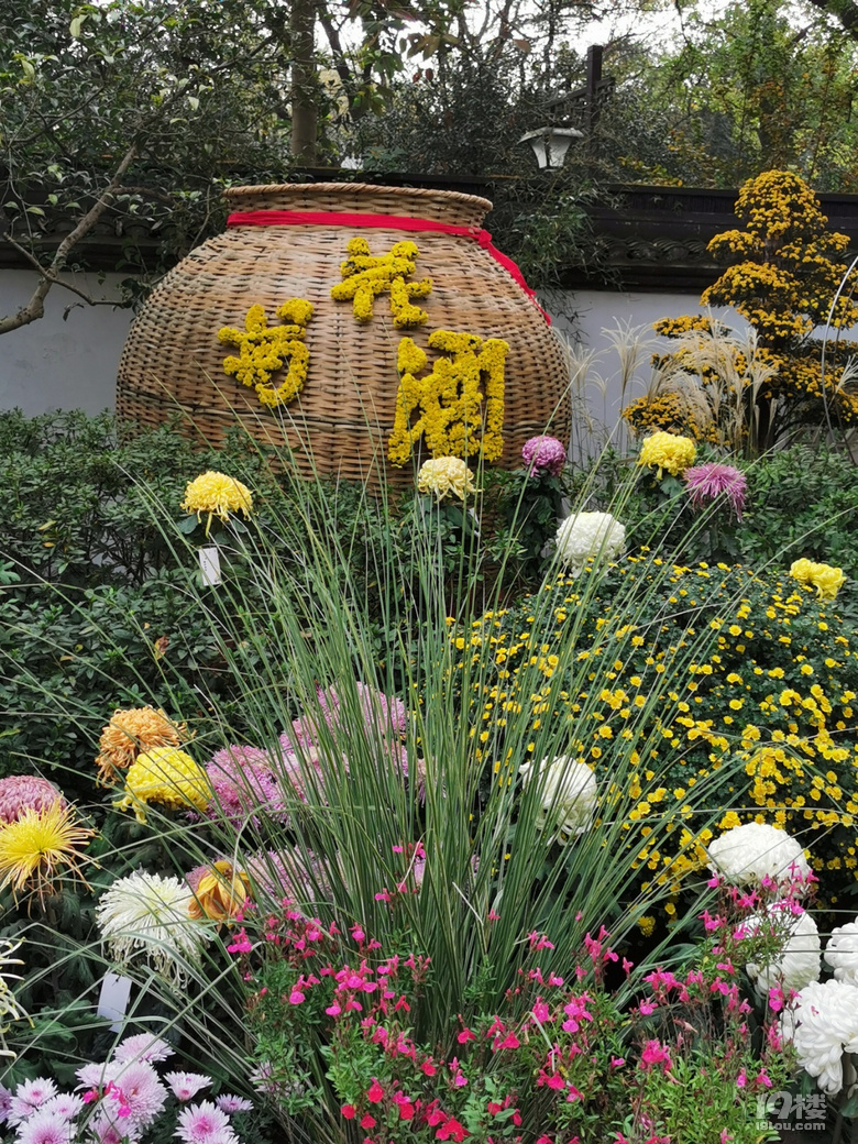 西湖秋韻----打卡長三角精品菊花展