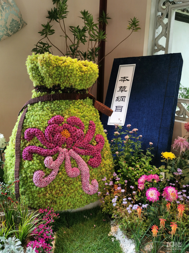 西湖秋韻----打卡長三角精品菊花展
