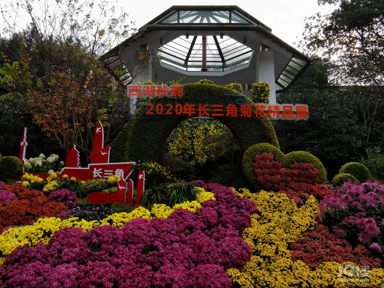 西湖秋韻----打卡長三角精品菊花展
