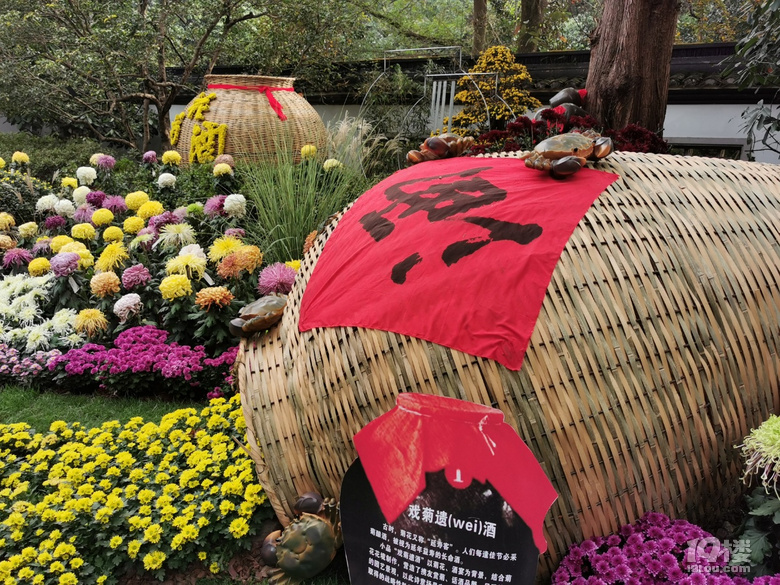 西湖秋韻----打卡長三角精品菊花展