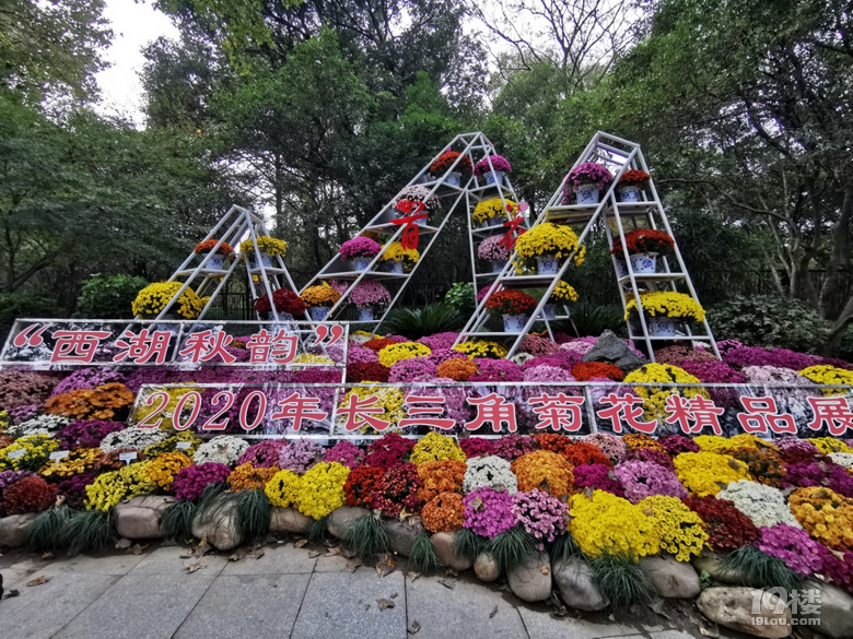 西湖秋韻----打卡長三角精品菊花展