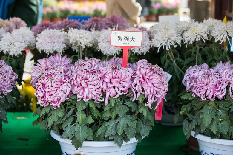 48小時(shí)夢回宋朝，看百場競演，賞名菊斗艷...是誰，搶了我家